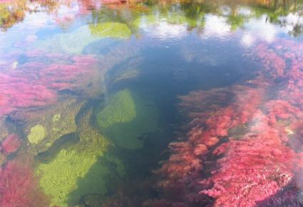 Caño Cristales wajahat22-2-2013 (